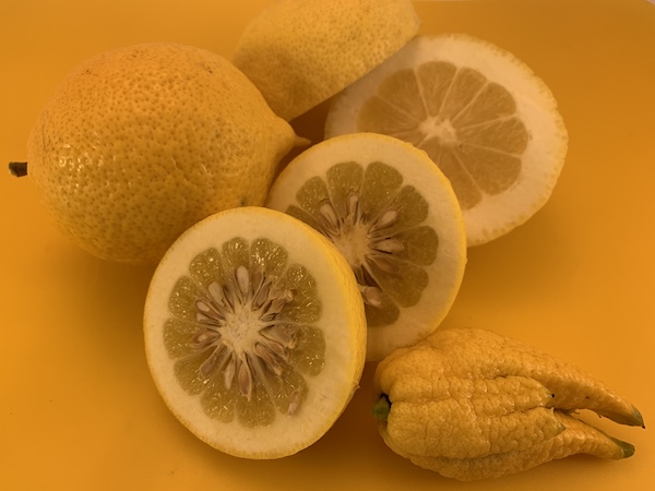 What is Citron? The Original Citrus 